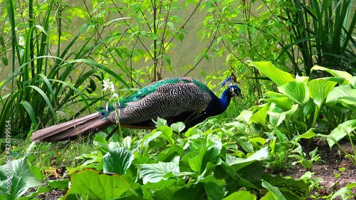 Peacock in the green foliage. 4K.