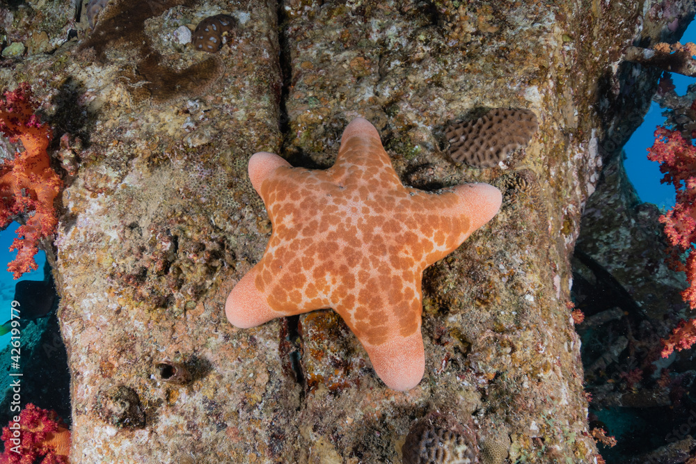 Starfish On the seabed in the Red Sea, eilat israel
Starfish On the seabed in the Red Sea, eilat israel