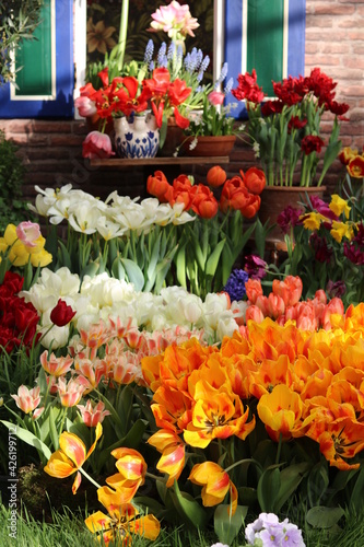 spring flowers banner. Tulip field in Netherlands.