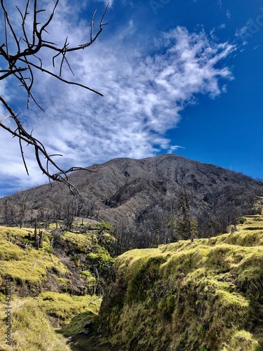 tree on a volcano in Costa Rica