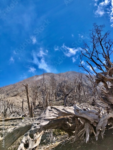 tree in a volcano in Costa Rica