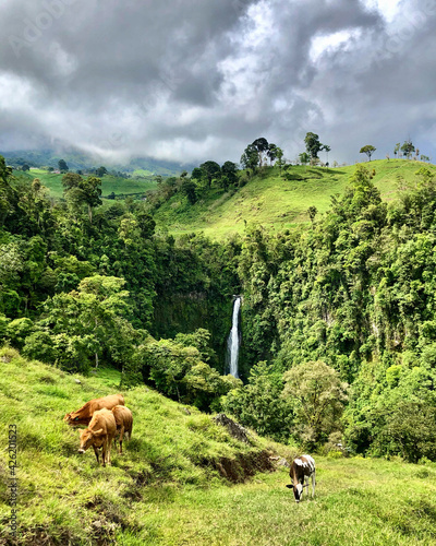 cows in the mountains of Costa Rica