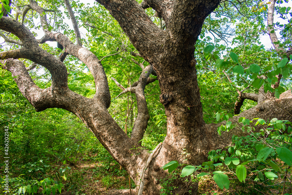 Ancient, huge cashew tree, focus on trunk and lower branches in Oeiras, Piaui (Northeast Brazil)