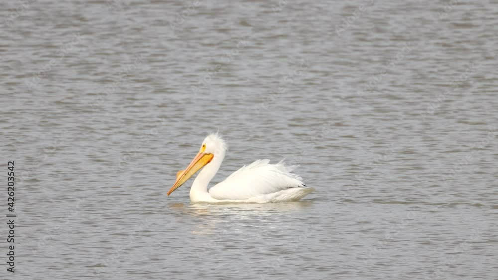Close up shot of a Pelican swimming in the lake Close up shot of a Pelican swimming in the lake