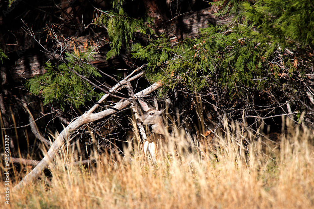 Deer on the edge of a meadow Deer on the edge of a meadow