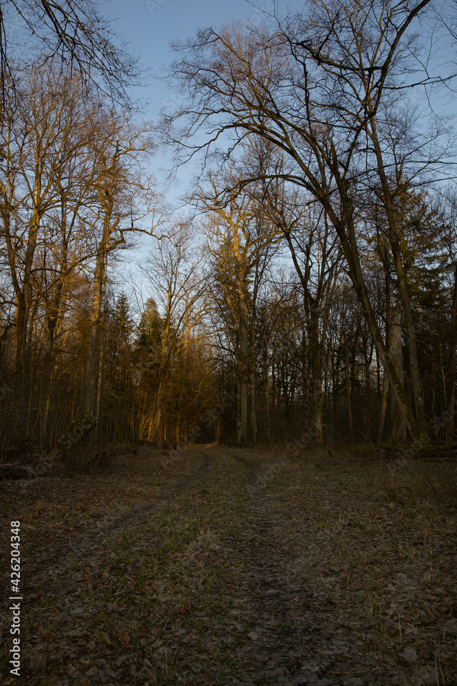 Forest path among the trees lit by the golden glow of the setting sun. Forest path among the trees lit by the golden glow of the setting sun.