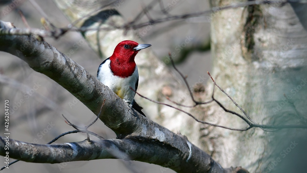 Red Headed Woodpecker