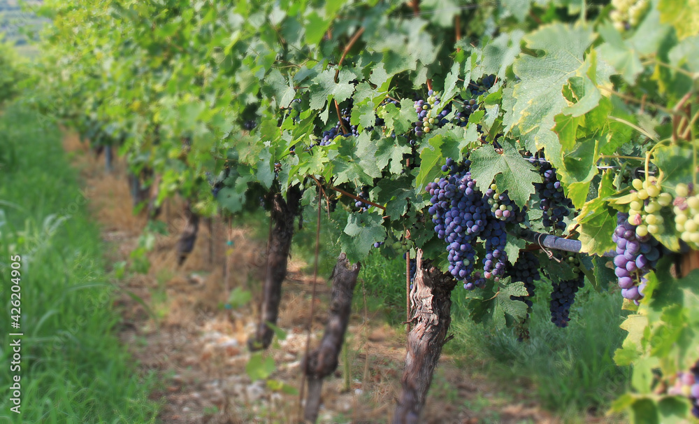 custom made wallpaper toronto digitalgrapes in vineyard