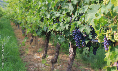 Wallpaper Mural grapes in vineyard Torontodigital.ca