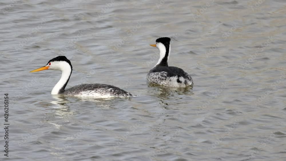 Close up shot of Clark's grebe swimming Close up shot of Clark's grebe swimming