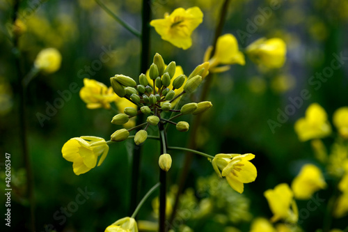 菜の花