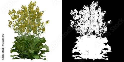 Left view of plant (Brassica Juncea) png with alpha channel to cutout 3D rendering