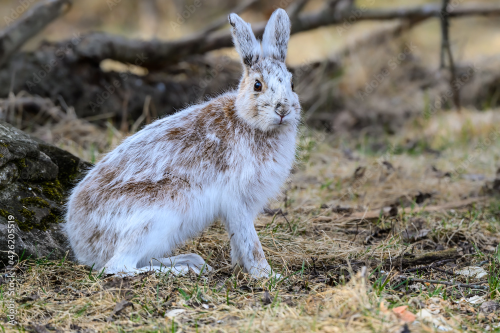 Obraz premium Snowshoe Hare Changing its Coat, Closeup Portrait in Early Spring