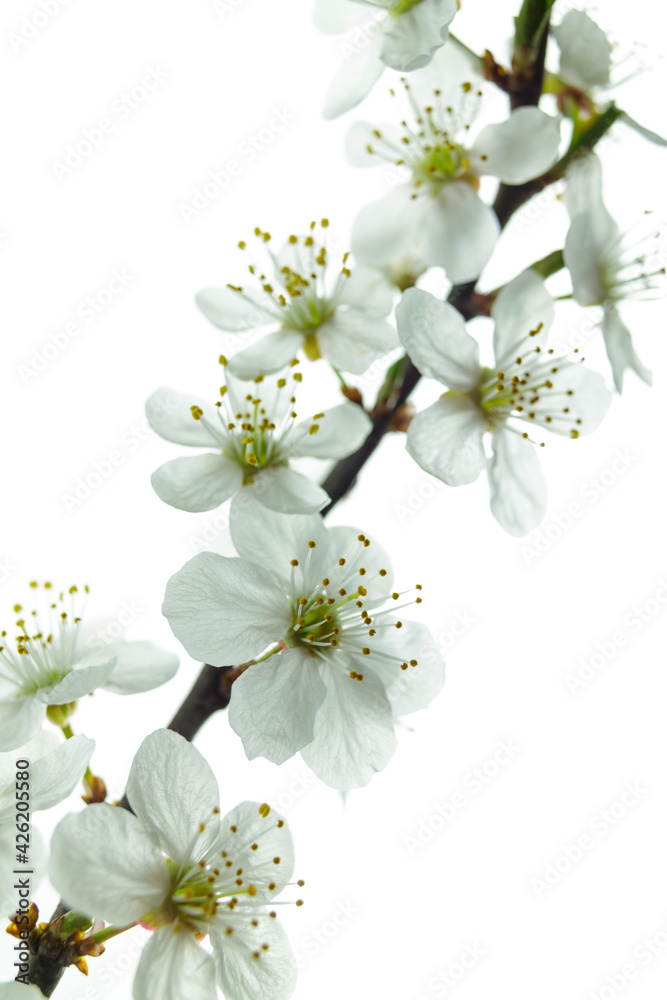spring cherry blossom close-up (shallow depth of field)