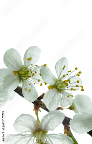 Fototapeta Naklejka Na Ścianę i Meble -  spring cherry blossom close-up (shallow depth of field)