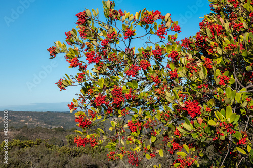 A wild Toyon plant (Heteromeles arbutifolia),  aka 