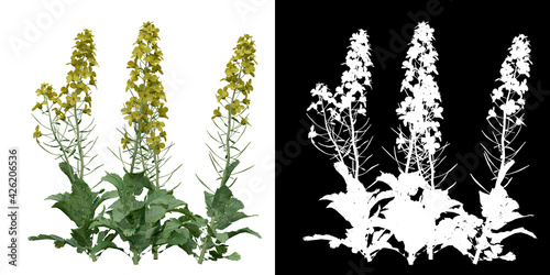 Left view of plant (Brassica Napus) png with alpha channel to cutout 3D rendering