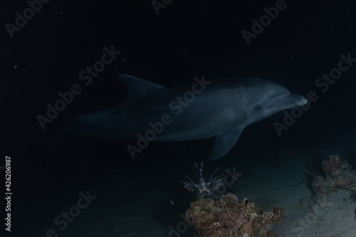 Dolphin swimming with divers in the Red Sea  Eilat Israel 