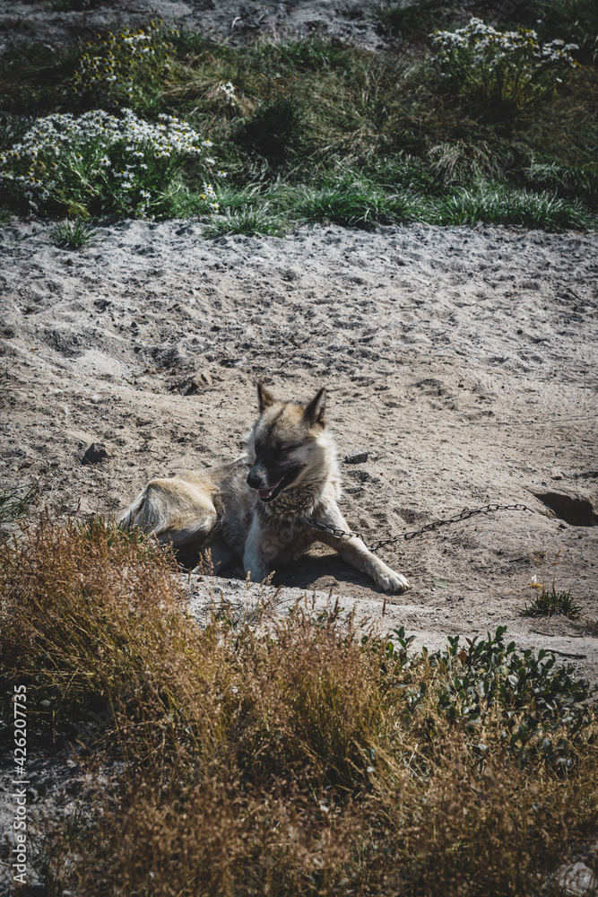 Fototapeta premium Chained sled dog or husky in Ilulissat, Greenland.
