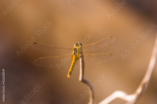 Dragonfly (sympetrum fonscolombii) waiting on a branch for prey to appear