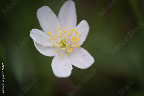 white flower with water drops