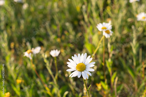 Ox-eye daisies bloom on a sunset hill © yare yare