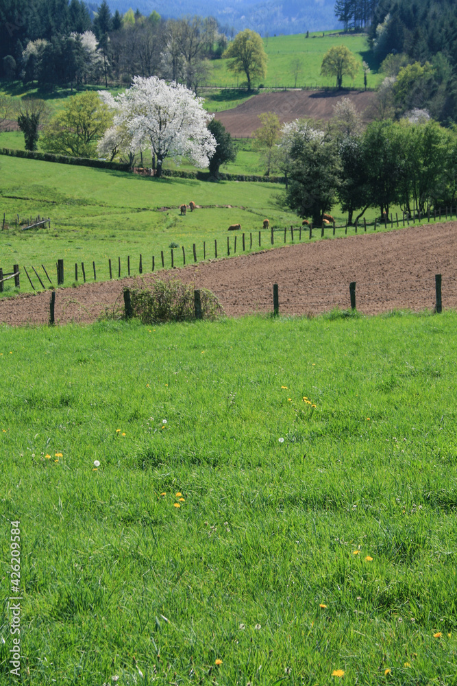 cerisier en fleurs au printemps dans un paysage campagnard cerisier en fleurs au printemps dans un paysage campagnard