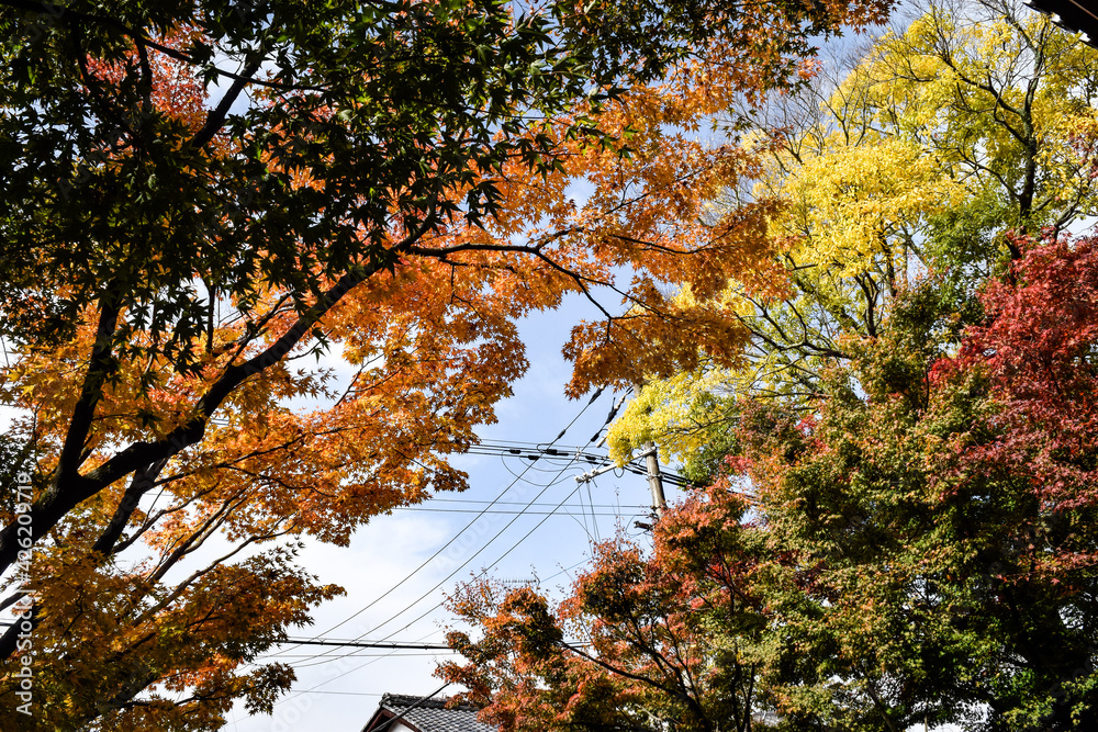 京都・蹴上げの秋の情景 京都・蹴上げの秋の情景