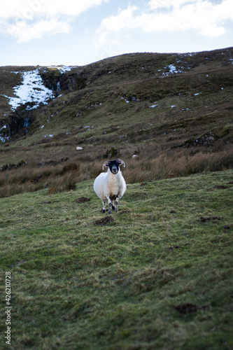 Goat on the grass