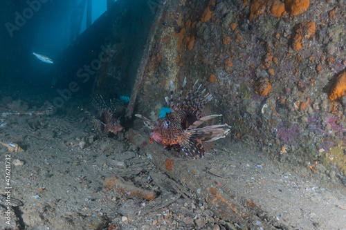 Lion fish in the Red Sea colorful fish  Eilat Israel 