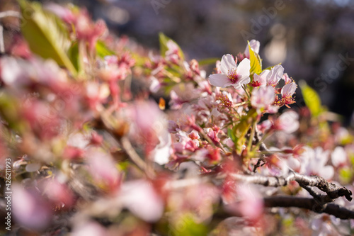 桜2021 / 野川 photo