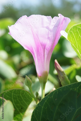 Beach moonflower with a natural background