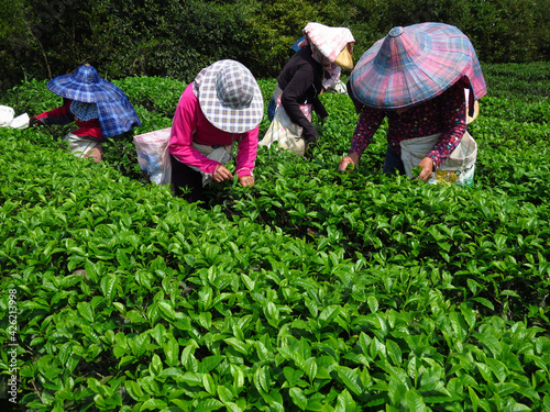 Vászonkép People with colorful clothes working on the field picking organically grown tea