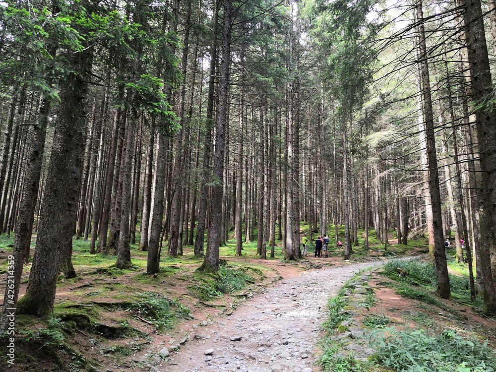 Fototapeta premium path in the woods