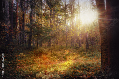 Sunny scene in the morning forest © eshma