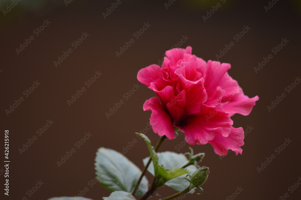Fototapeta premium pink flower