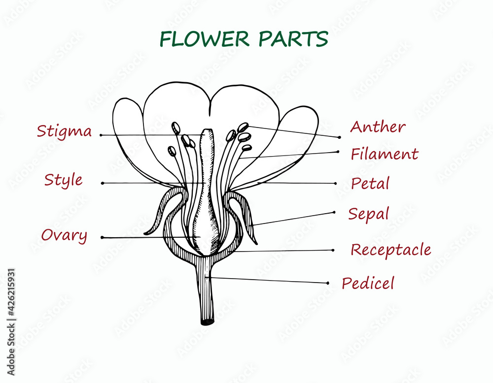 Obraz Vector illustration of the educational scheme of flower parts