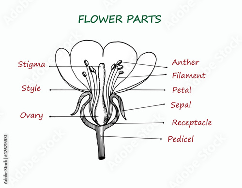Vector illustration of the educational scheme of flower parts. Biological contour diagram of a flower. A cross-section of the plant with ovary, pistil, sepal, flower, petals and stamens is shown.