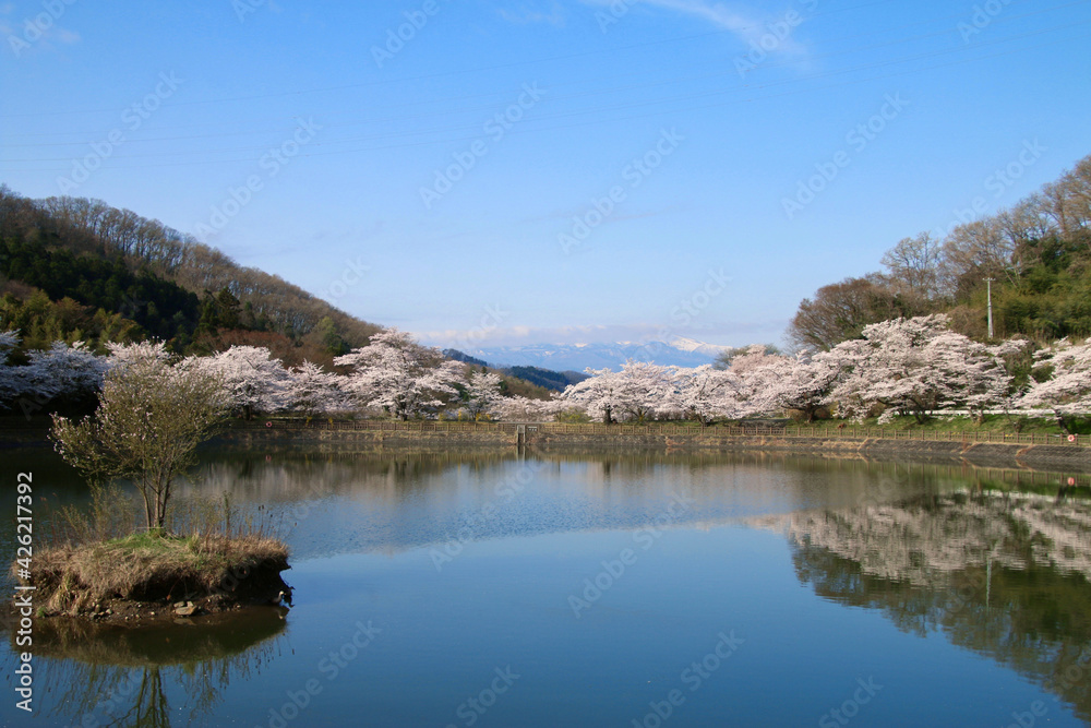 茶屋沼公園の桜（福島県・福島市）