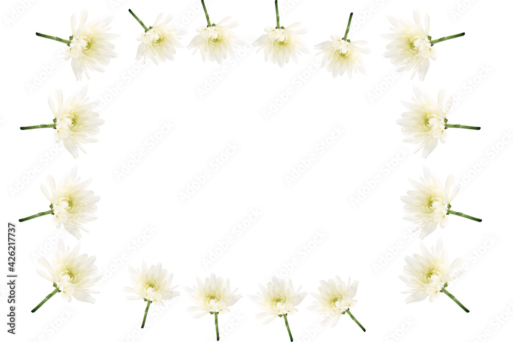 Flower composition . Frame of white chrysanthemums on a white background Flower composition . Frame of white chrysanthemums on a white background