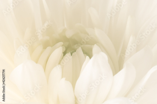 Blurred floral background. Chrysanthemum flower core close-up. © sabyna75