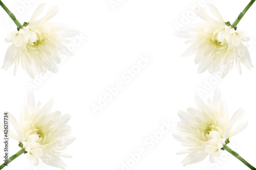 Flower composition . Frame of white chrysanthemums on a white background