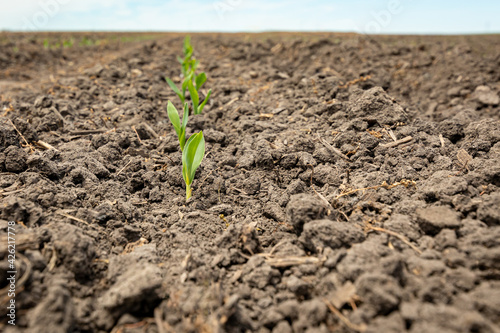 Foto Corn plant emerging out of soil