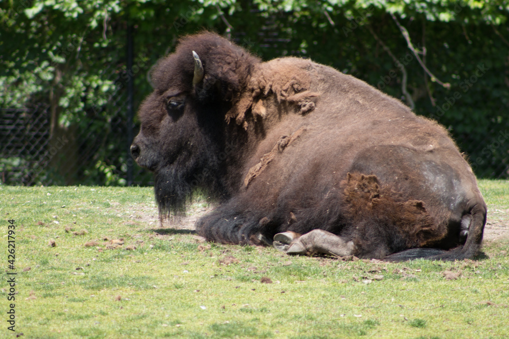 bison at the zoo
