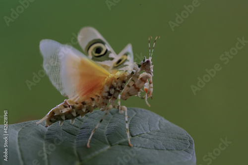 A spiny flower mantis (Pseudocreobotra wahlbergii) is flapping its beautiful wings to chase away predators.