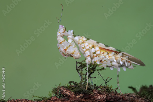 A spiny flower mantis (Pseudocreobotra wahlbergii) is flapping its beautiful wings to chase away predators.