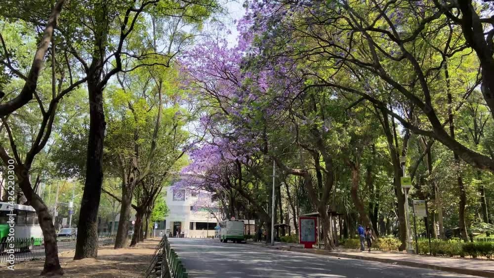Calle con Jacarandas Calle con Jacarandas