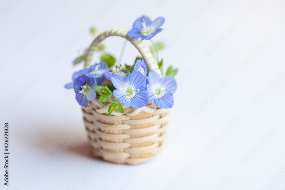 Spring blue flowers in tiny basket