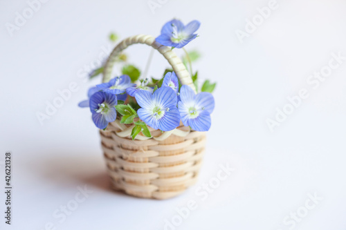 Fototapeta Naklejka Na Ścianę i Meble -  Spring blue flowers in tiny basket