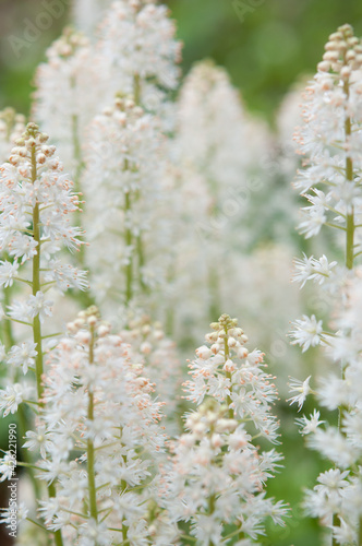 Tiarella or Foam Flowers close up © eugen